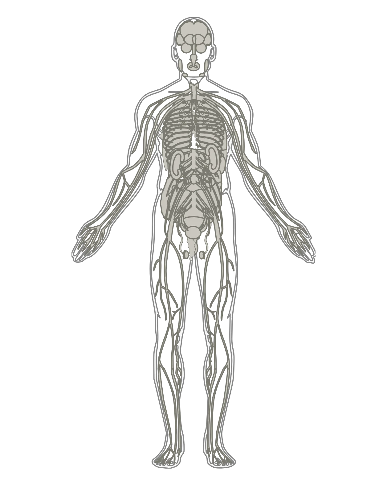 The Plantis anatomical silhouette